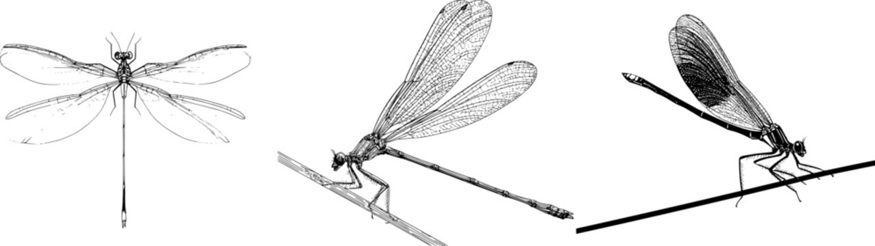 Graceful damselfly rests on a straight line, its elegant bold black outline contrasting stark white background in a monochrome coloring book style with clear borders for vector tracing