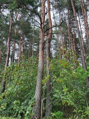 Obraz premium Pine tree trunks and green undergrowth in summer forest