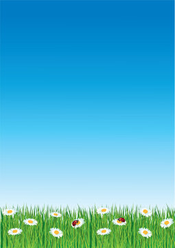A4 flyer for spring with daisies and blue sky. Hand-drawn vertical vector illustration.