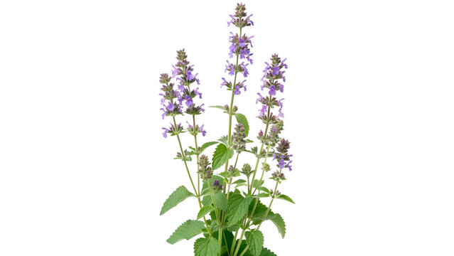 epeta nervosa blue moon catmint isolated on transparent background