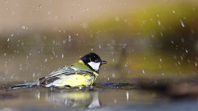 Bird - Colorful great tit Parus major drinking water and bathing in forest pond, photographed in horizontal, amazing background, summer time