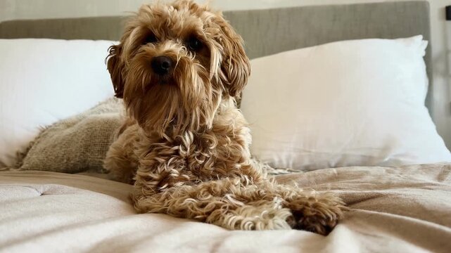 Playful brown puppy catching ball while lying on bed