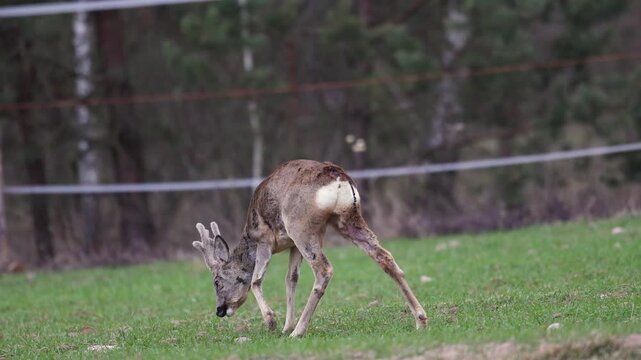 Male buck roe deer Capreolus capreolus Majestic roe deer, capreolus capreolus, buck with large antlers approaching on green meadow in spring. Male mammal with orange fur walking through meadow