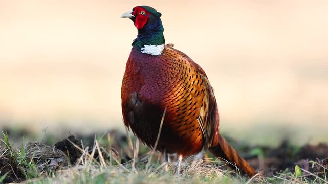 Bird - male Common pheasant Phasianus colchius Ring-necked pheasant in natural habitat wildlife Poland Europe