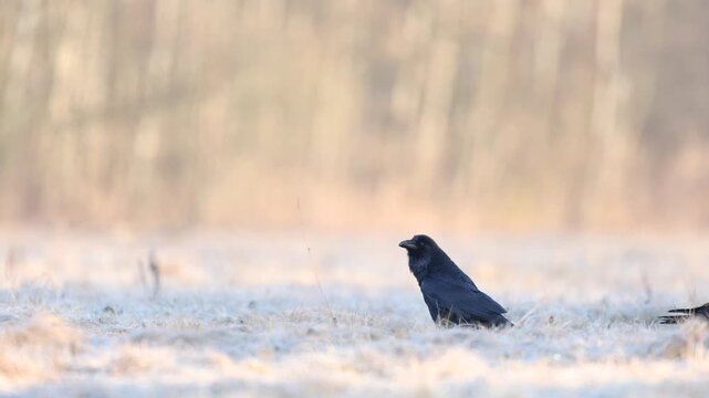Bird Common Ravens Corvus corax, big black scary bird walking on a frosty meadow, early spring time Poland Europe