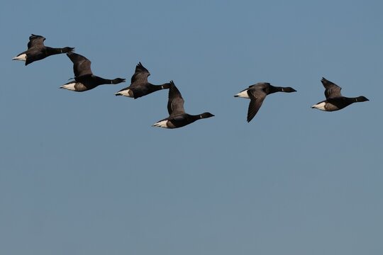 Brent Geese in flight, grouping and honking in East Anglia