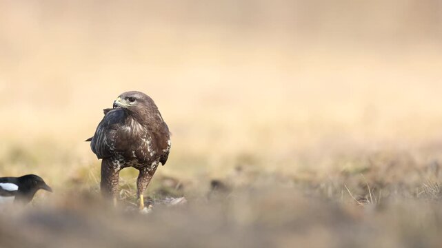 Birds of prey - landing Common buzzard Buteo buteo in the fields in spring, buzzard in natural habitat, hawk bird on the ground, predatory bird close up