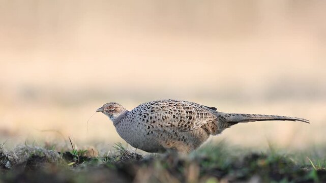 Bird - female Common pheasant Phasianus colchius Ring-necked pheasant in natural habitat wildlife Poland Europe