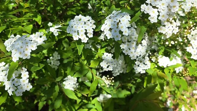 Close-up of white Reeves spirea (Spiraea cantoniensis) blossoms in a sunny garden. Clusters of bridal wreath spirea flowers blooming on a green shrub in spring
