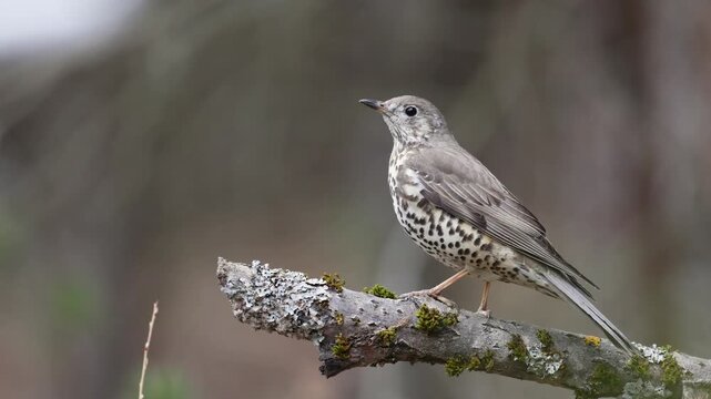 Bird - Mistle Trush Turdus viscivorus spring time forest in Poland Europe