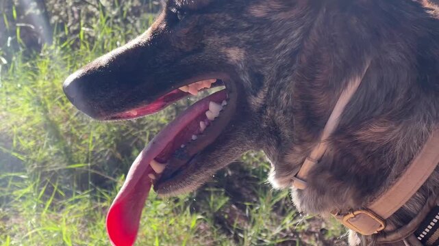 Exhausted dog breathing hard with dental bleeding close up