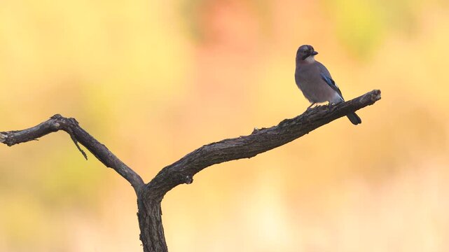 Bird Eurasian Jay Garrulus glandarius sitting and on the branch autumn time Poland, Europe