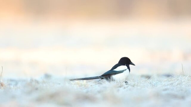 Bird - Common magpie Pica pica, very smart and clever bird with black and white plumage on blurred background, frosty meadow early spring time Poland Europe