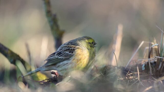 Bird - female Yellowhammer Emberiza citrinella on the ground , amazing warm light sunset sundown meadow Poland Europe