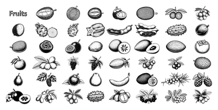 Large collection of exotic tropical fruits icons in vintage engraving style