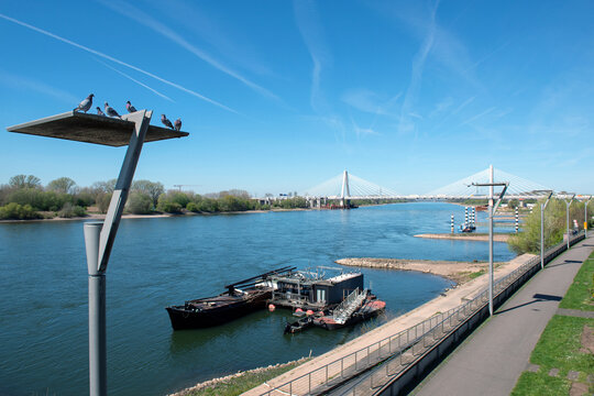 Die Rheinbr&uuml;cke Autobahn A1 und die Rheinpromenade in Leverkusen-Wiesdorf
