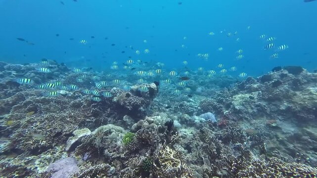 School of sergeant major fish above coral reef. Underwater scene shows sergeant major fish swimming over reef and rocky seabed.