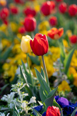 Fototapeta premium Tulips Close-Up in Soft Light. Spring Floral Background.