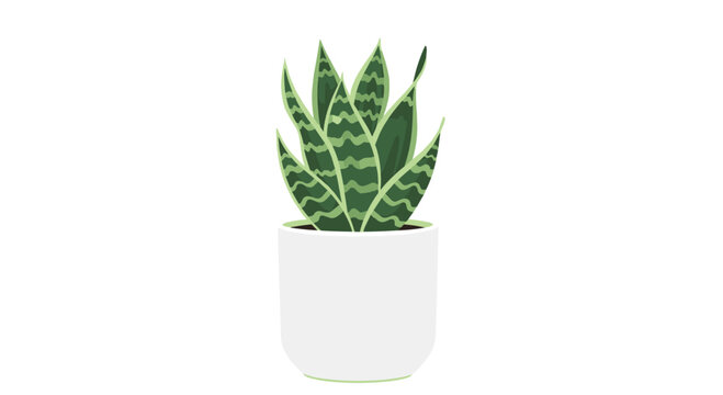 A striking snake plant showcases its tall upright sword-shaped leaves with distinct wavy dark green patterns while growing inside a pristine white pot.