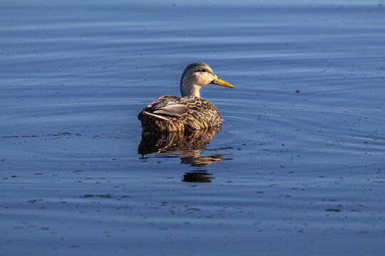 Mottled ducks (Anas fulvigula) swimming in a pond at the Ocala Wetlands Recharge Park in Ocala, Florida