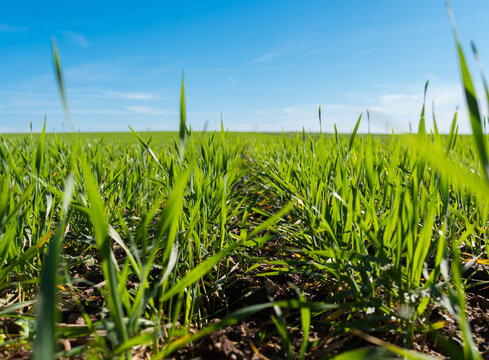 jeune bl&eacute; sem&eacute; dans un champ