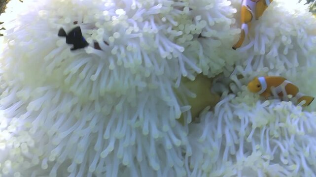 A family of clownfish playfully darts in and out of their soft, white anemone home. This mesmerizing underwater ballet was captured during a sunny afternoon.