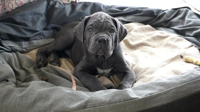 Black dog Corso, Corsican 
Cane Corso - breeding dog with a pedigree puppies playing in the house and in the garden - first months of animal life - dogs to be raised with care, protect the home, terri