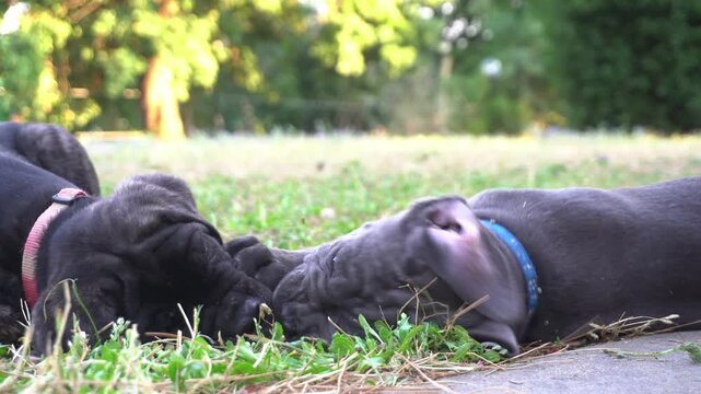 Black dog Corso, Corsican 
Cane Corso - breeding dog with a pedigree puppies playing in the house and in the garden - first months of animal life - dogs to be raised with care, protect the home, terri