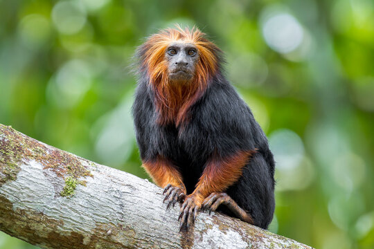 A Golden-headed Lion Tamarin holds on to a branch with his hands and feet in Brazil, South-America.