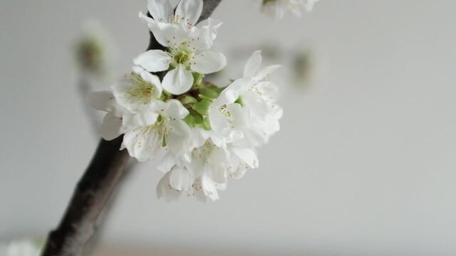 High-key close-up of delicate white cherry blossoms (Prunus avium) on a dark branch, rotating slowly to reveal soft petals and yellow stamens against a clean, white minimalist background. 