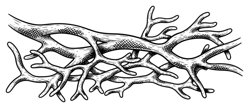 Tangled arrangement of deer antlers and branching roots in classic woodcut engraving style