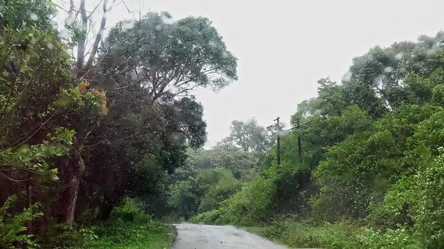 A view of Monsoon Mist Embracing a Forest Road in Karnataka&rsquo;s Western Ghats