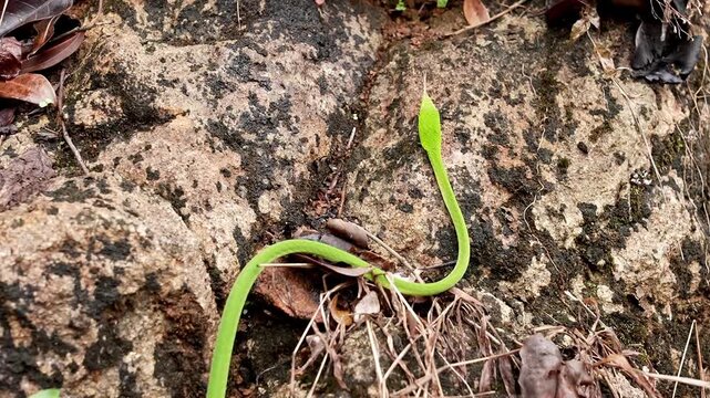 A closeup video of a slender bright green vine snake slithers across textured dirt and rocks