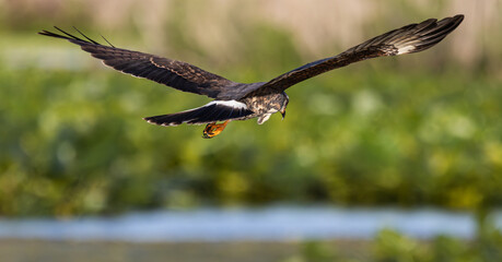 A snail kite (Rostrhamus sociabilis) hunting for prey at the Emeralda Marsh Conservation area near Leesburg, Florida © Tracy
