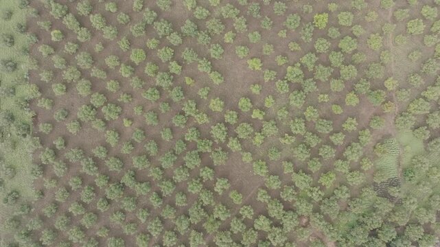 Aerial view of trees creating a textured pattern across the landscape, with muted greens contrasting the earthy tones of the ground, Nyeri, Nyeri, Kenya.