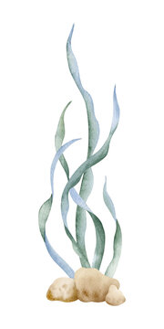 Watercolor green seaweed and coastal stones isolated illustration. Marine underwater plants and algae on ocean seabed. Botanical aquatic elements, nautical clipart, undersea flora