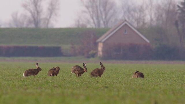 European hares running across a green agricultural field in rural countryside farmland during spring, telephoto tracking, rural home backdrop