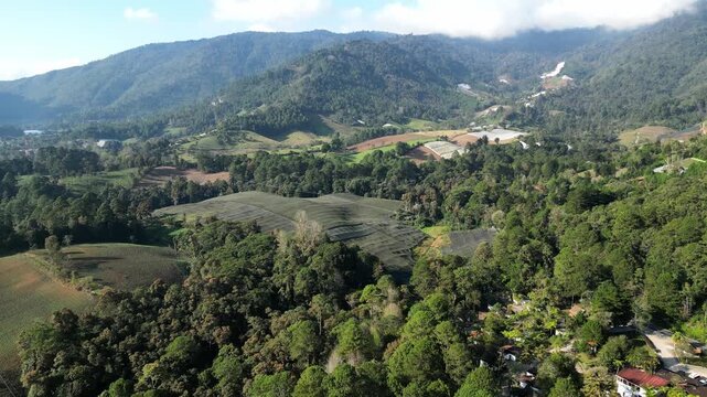Drone moving forward over Guatemala's highlands, showing shade-cloth-covered slopes, preserved forest strips, and greenhouses for high-altitude agriculture in Alta Verapaz.