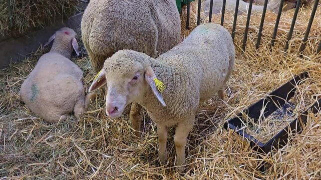Sheep standing in a straw enclosure with feeding equipment at an agricultural fair setting