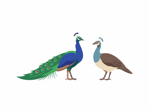 Peacock and peahen pair vector illustration on white background