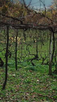 Vineyard plantation with house in background at the middle of autumn. Environment, agriculture, wine-making concept.