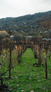 Vineyard plantation with house in background at the middle of autumn. Environment, agriculture, wine-making concept.