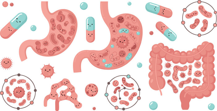 Gut microbiome and digestive system vector illustration featuring stomach intestines bacteria probiotics and microbial ecosystem in detailed medical design