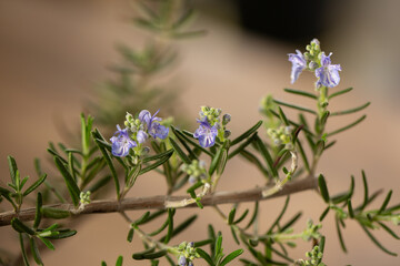 Obraz premium rosemary flowers and leaves in macro view horizontal