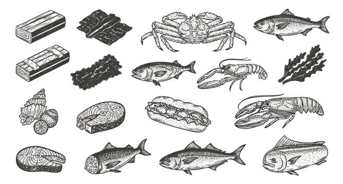Seafood vector illustrations. Hand drawn line sea fishes, oysters, lobster, squid, octopus, crabs, Healthy food natural set