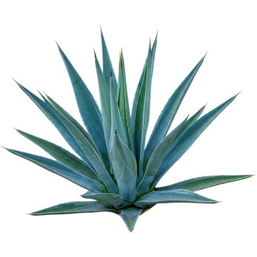 A close-up view of a blue agave plant with sharp pointed leaves. isolated on transparent background png
