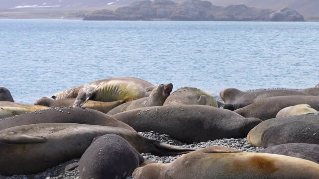 Large male elephant seal attempts to mate with a female within a harem, showing natural breeding behavior and dominance in a coastal wildlife colony in South Georgia.