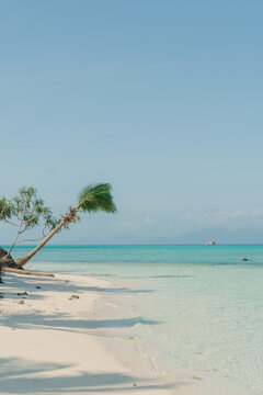 Tropical beach with turquoise water and a lone leaning palm tree