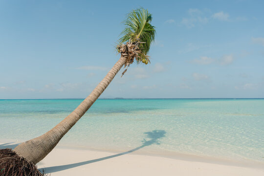 Tropical beach with turquoise water and a lone leaning palm tree