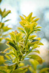 Obraz premium Euonymus fortunei in summer garden, variegated outdoor plant